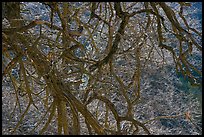 Backlit branches. Yosemite National Park, California, USA. (color)