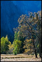 Autumn trees in Cook Meadow. Yosemite National Park, California, USA.
