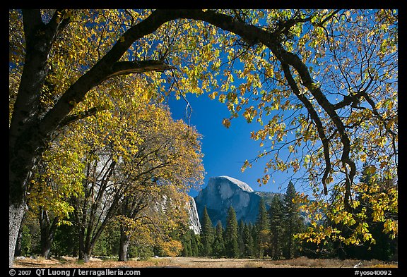 Arched branch with autumn leaves and Half-Dome. Yosemite National Park (color)