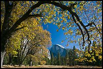 Arched branch with autumn leaves and Half-Dome. Yosemite National Park, California, USA.