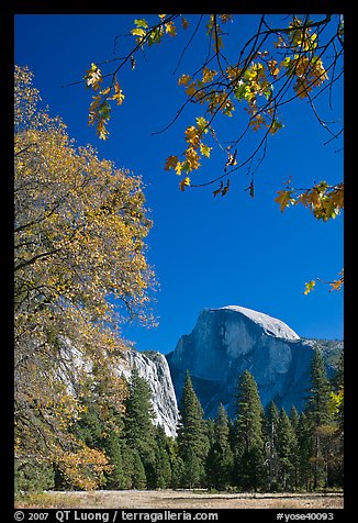 Half-Dome framed by branches with leaves in fall foliage. Yosemite National Park, California, USA.