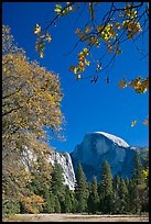 Half-Dome framed by branches with leaves in fall foliage. Yosemite National Park ( color)