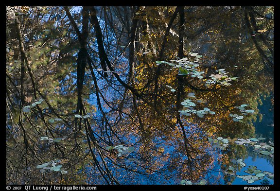 Reflections of cliffs and trees in creek. Yosemite National Park, California, USA.