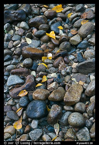 Pebbles and fallen leaves. Yosemite National Park, California, USA.
