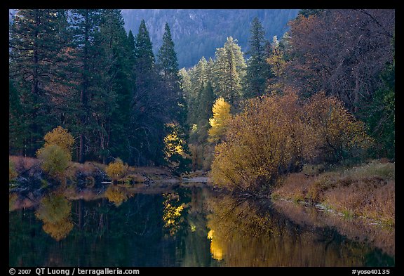 Bright autumn tree, Merced River. Yosemite National Park, California, USA.