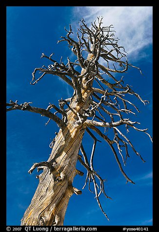 Dead Lodgepole Pine. Yosemite National Park, California, USA.