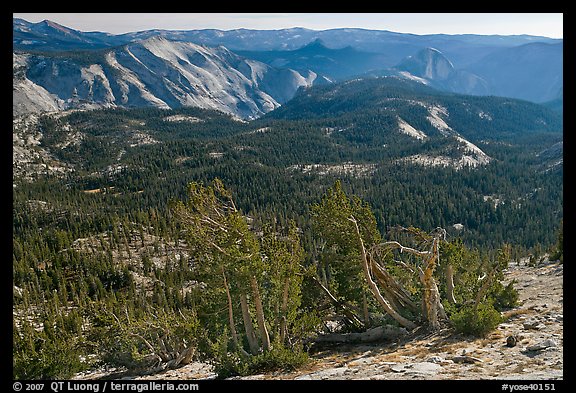 Wind-curved trees, Clouds Rest and Half-Dome from Mount Hoffman. Yosemite National Park, California, USA.