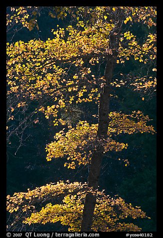 Backlit tree with autum leaves. Yosemite National Park (color)