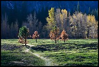 Trail in Sentinel Meadow in autumn. Yosemite National Park, California, USA. (color)