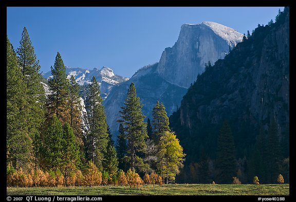 Half-Dome seen from Sentinel Meadow. Yosemite National Park, California, USA.