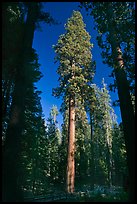 Mariposa Grove of sequoia trees. Yosemite National Park ( color)