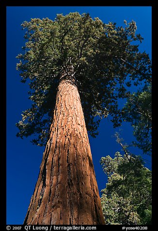 Towering sequoia tree, Mariposa Grove. Yosemite National Park (color)