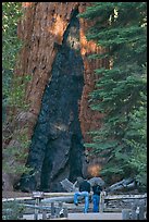 Couple at  base of  Grizzly Giant sequoia. Yosemite National Park, California, USA. (color)