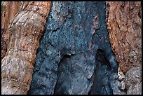 Fire scar on oldest sequoia in Mariposa Grove. Yosemite National Park ( color)