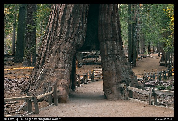 California tunnel tree, Mariposa Grove. Yosemite National Park (color)