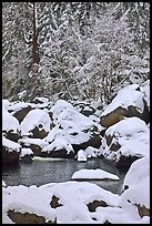 Snow-covered boulders in Merced River and trees. Yosemite National Park, California, USA.