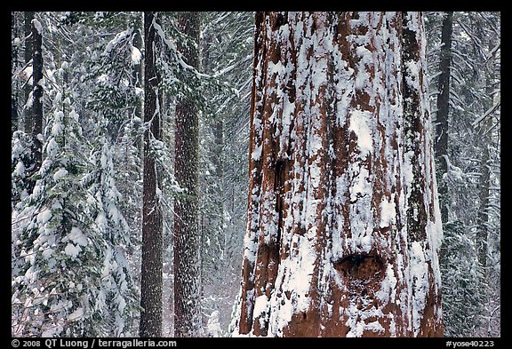 Giant Sequoia plastered with snow, Tuolumne Grove. Yosemite National Park, California, USA.