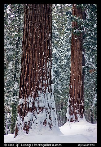 Sequoias and snowy trees, Tuolumne Grove. Yosemite National Park, California, USA.