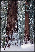 Sequoias and snowy trees, Tuolumne Grove. Yosemite National Park ( color)