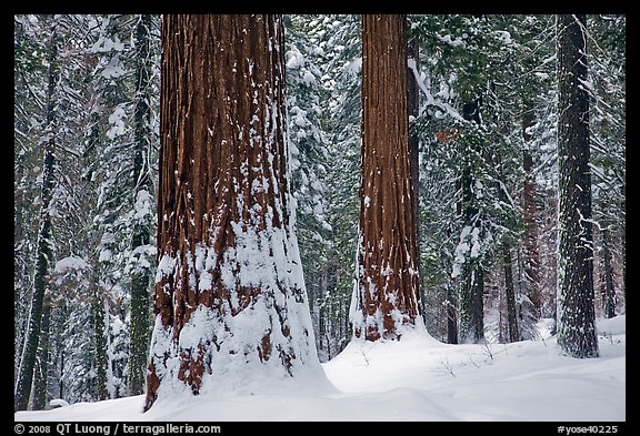 Tuolumne Grove of giant sequoias in winter. Yosemite National Park, California, USA.