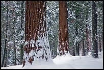 Tuolumne Grove of giant sequoias in winter. Yosemite National Park, California, USA.