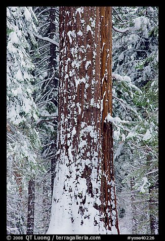 Sequoia trunk and snow-covered trees, Tuolumne Grove. Yosemite National Park, California, USA.