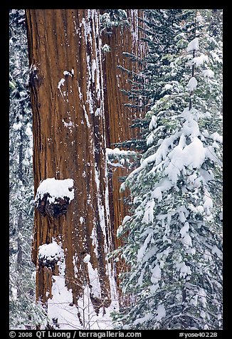 Giant Sequoias trees in winter, Tuolumne Grove. Yosemite National Park (color)