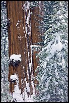Giant Sequoias trees in winter, Tuolumne Grove. Yosemite National Park, California, USA.