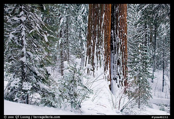 Sequoia forest in winter, Tuolumne Grove. Yosemite National Park, California, USA.