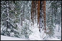 Sequoia forest in winter, Tuolumne Grove. Yosemite National Park ( color)