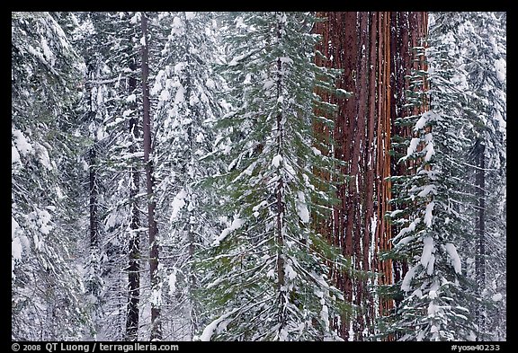 Wintry forest with sequoias and conifers, Tuolumne Grove. Yosemite National Park (color)