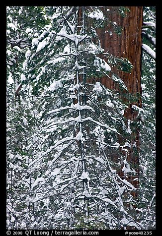 Tree branches and tree trunks with fresh snow, Tuolumne Grove. Yosemite National Park, California, USA.