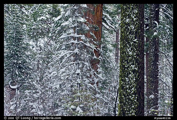 Snowy forest  and tree trunks, Tuolumne Grove. Yosemite National Park, California, USA.