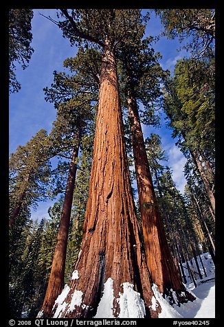 Sequoia tree named the Bachelor in winter. Yosemite National Park, California, USA.