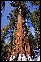 Sequoia tree named the Bachelor in winter. Yosemite National Park, California, USA.