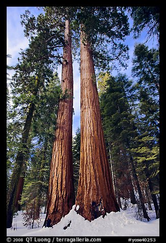 Giant sequoia trees in winter, Mariposa Grove. Yosemite National Park (color)