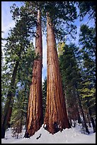 Giant sequoia trees in winter, Mariposa Grove. Yosemite National Park, California, USA.