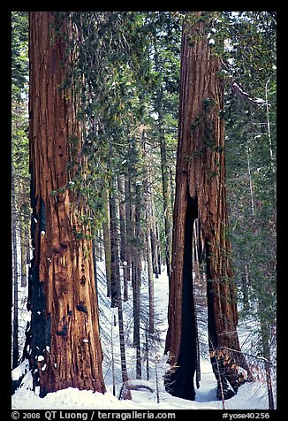 Clothespin Tree and another sequoia, Mariposa Grove. Yosemite National Park (color)