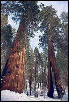 Two giant sequoia trees, one with a large opening in trunk, Mariposa Grove. Yosemite National Park, California, USA.