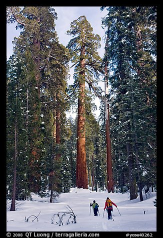 Backcountry skiiers and Giant Sequoia trees, Upper Mariposa Grove. Yosemite National Park, California, USA.