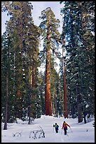 Backcountry skiiers and Giant Sequoia trees, Upper Mariposa Grove. Yosemite National Park, California, USA.