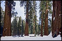 Giant sequoias, Upper Mariposa Grove, Museum, and snow. Yosemite National Park ( color)