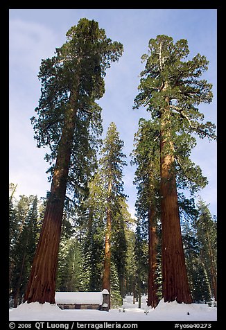 Big trees, and Mariposa Grove Museum in winter. Yosemite National Park, California, USA.