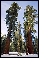 Big trees, and Mariposa Grove Museum in winter. Yosemite National Park, California, USA. (color)