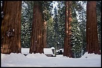 Mariposa Grove Museum at the base of giant trees in winter. Yosemite National Park, California, USA. (color)
