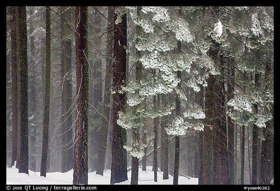 Snowy forest in fog, Chinquapin. Yosemite National Park, California, USA.