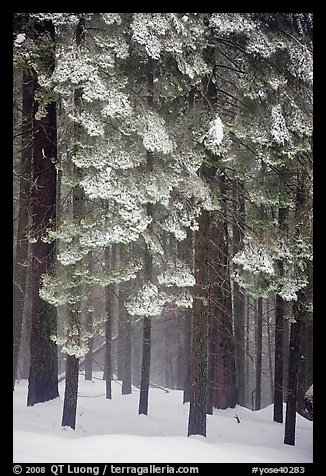 Forest with snow, Chinquapin. Yosemite National Park, California, USA.