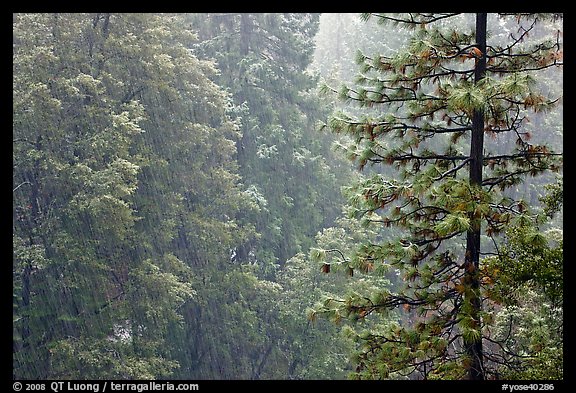 Forest during snowstorm, Wawona. Yosemite National Park, California, USA.