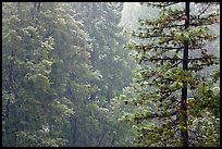 Forest during snowstorm, Wawona. Yosemite National Park, California, USA.