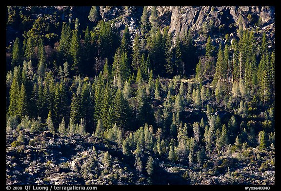 Trees and rocks, Hetch Hetchy Valley. Yosemite National Park (color)